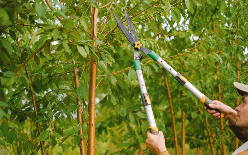 Tree trimming in Bates, OR