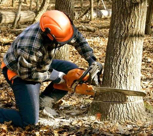 Tree Removal in Bates, OR
